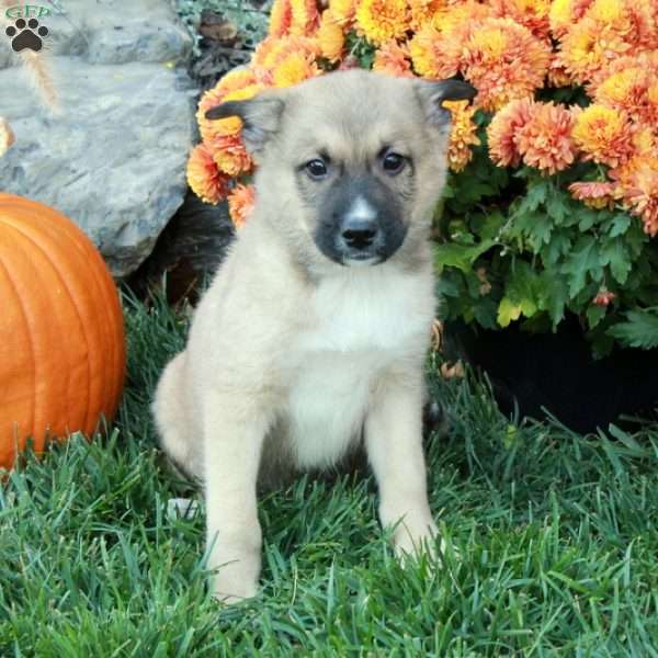Hank, American Eskimo Mix Puppy