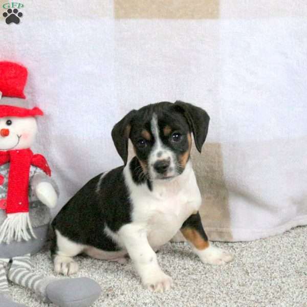 Hank, Cavalier King Charles Mix Puppy