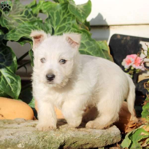 Hank, West Highland Terrier Puppy