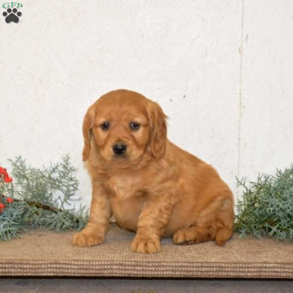 Hank, Miniature Golden Retriever Puppy