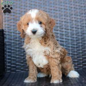 Hank, Cockapoo Puppy