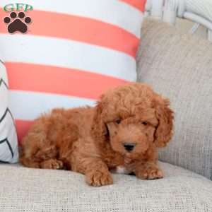 Hank, Mini Goldendoodle Puppy
