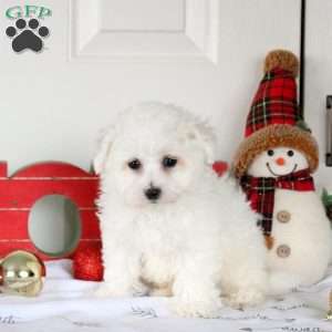 Hank, Bichon Frise Puppy