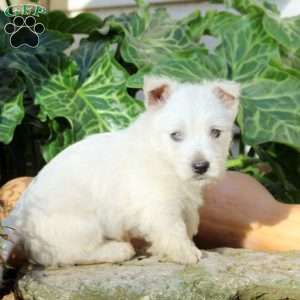 Hank, West Highland Terrier Puppy