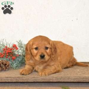 Hank, Miniature Golden Retriever Puppy