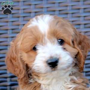 Hank, Cockapoo Puppy