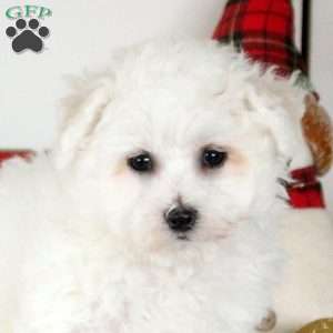 Hank, Bichon Frise Puppy