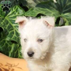 Hank, West Highland Terrier Puppy