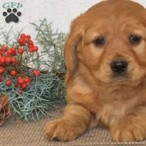 Hank, Miniature Golden Retriever Puppy
