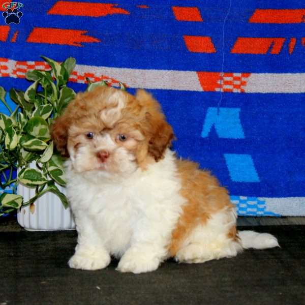 Hank, Teddy Bear Puppy