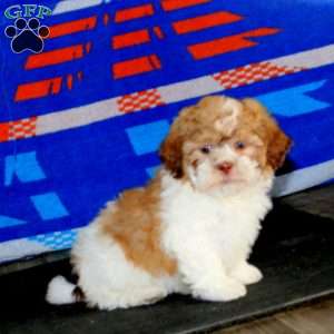 Hank, Teddy Bear Puppy