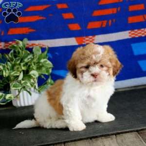 Hank, Teddy Bear Puppy