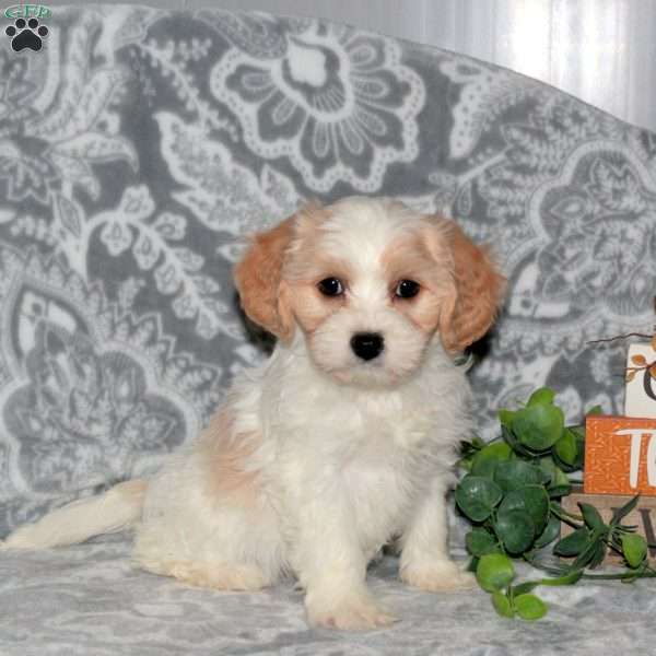 Hannah, Cavachon Puppy