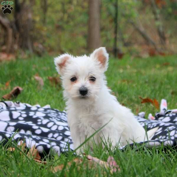 Hannah, West Highland Terrier Puppy