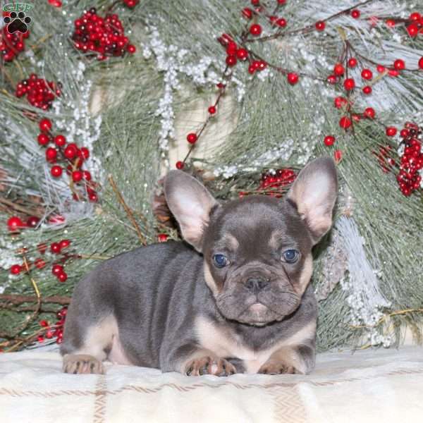 Hannah, French Bulldog Puppy