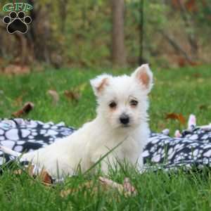 Hannah, West Highland Terrier Puppy