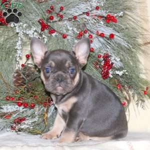 Hannah, French Bulldog Puppy
