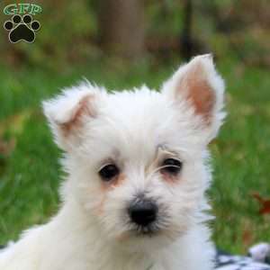 Hannah, West Highland Terrier Puppy