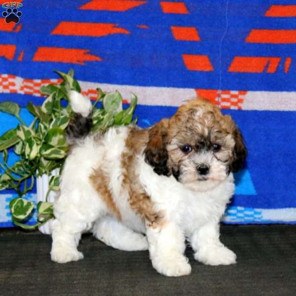 Hannah, Teddy Bear Puppy