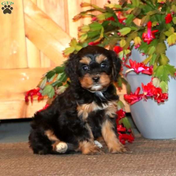 Hannah, Cavapoo Puppy