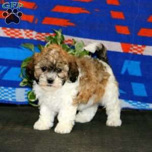 Hannah, Teddy Bear Puppy