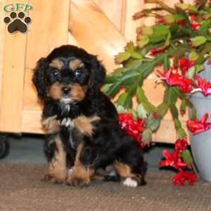 Hannah, Cavapoo Puppy