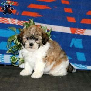 Hannah, Teddy Bear Puppy