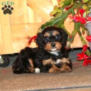 Hannah, Cavapoo Puppy