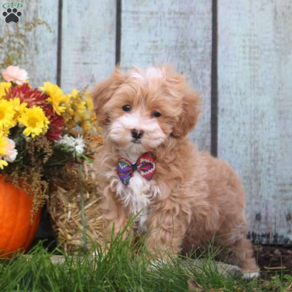 Hans, Maltipoo Puppy