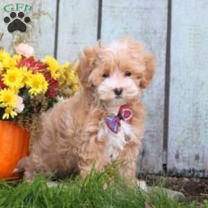 Hans, Maltipoo Puppy