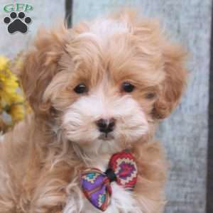 Hans, Maltipoo Puppy