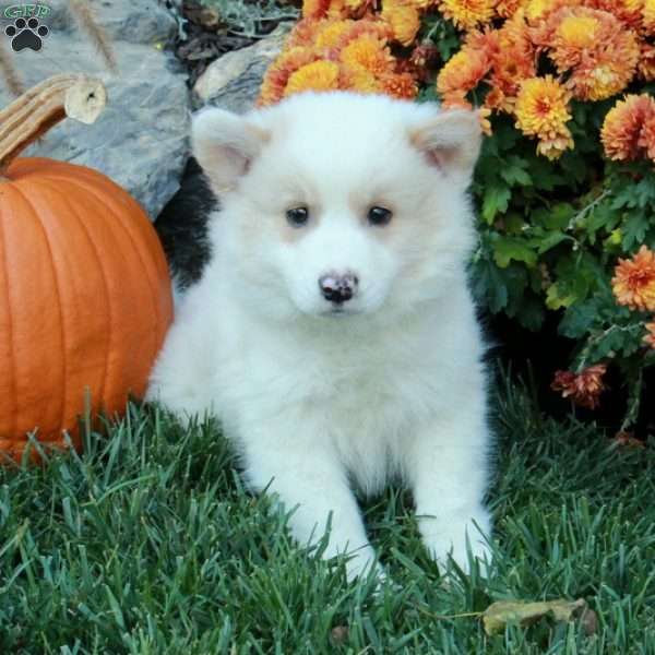 Hansel, American Eskimo Mix Puppy