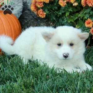 Hansel, American Eskimo Mix Puppy
