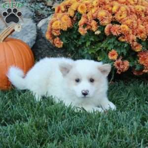 Hansel, American Eskimo Mix Puppy