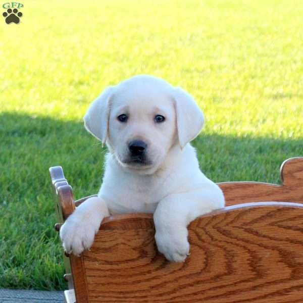 Happy, Yellow Labrador Retriever Puppy