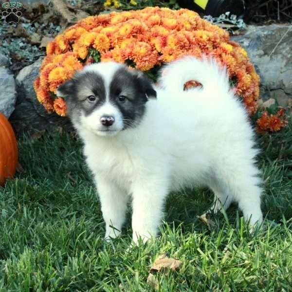 Happy, American Eskimo Mix Puppy