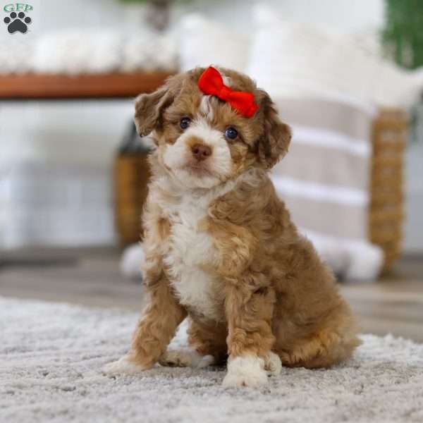 Harbor, Mini Bernedoodle Puppy