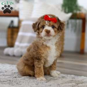 Harbor, Mini Bernedoodle Puppy