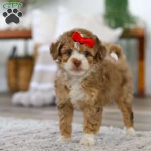 Harbor, Mini Bernedoodle Puppy