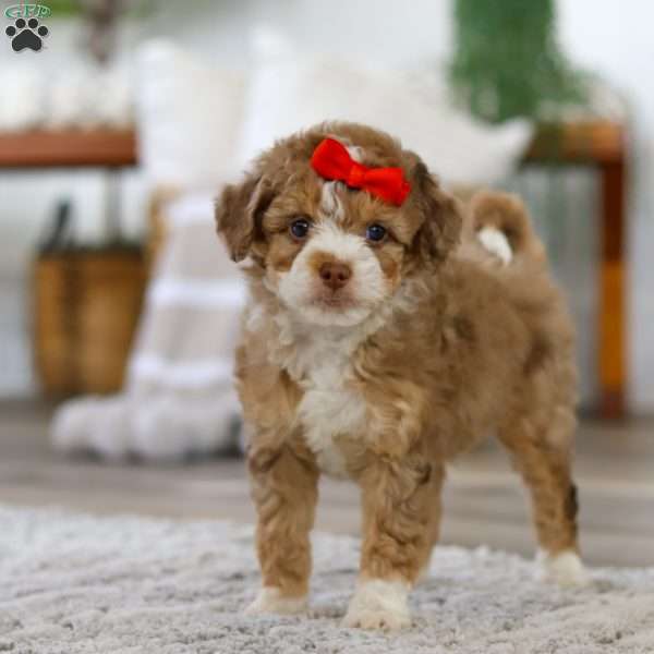 Harbor, Mini Bernedoodle Puppy