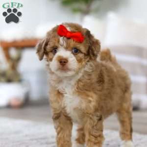 Harbor, Mini Bernedoodle Puppy