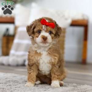 Harbor, Mini Bernedoodle Puppy