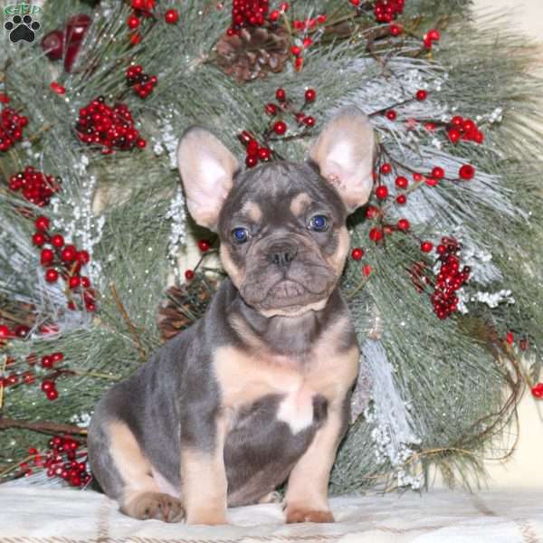 Harland, French Bulldog Puppy