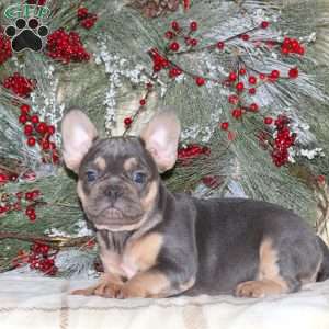 Harland, French Bulldog Puppy