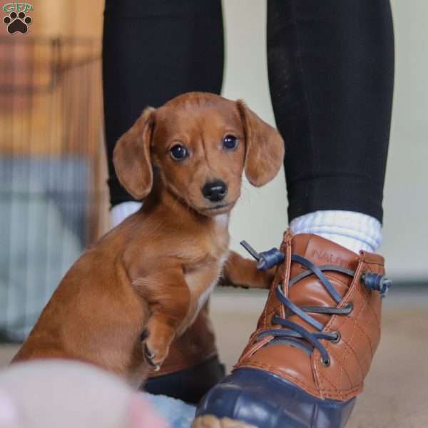 Harley, Dachshund Puppy