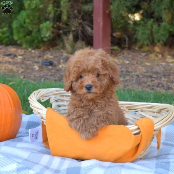 Harley, Mini Goldendoodle Puppy