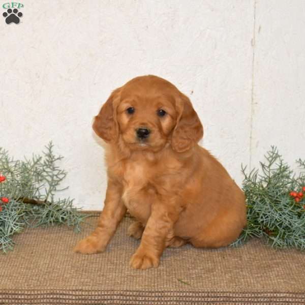 Harley, Miniature Golden Retriever Puppy