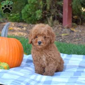 Harley, Mini Goldendoodle Puppy