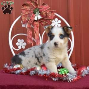 Harley, Pembroke Welsh Corgi Puppy