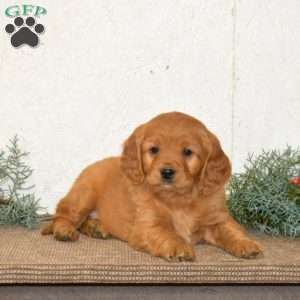 Harley, Miniature Golden Retriever Puppy